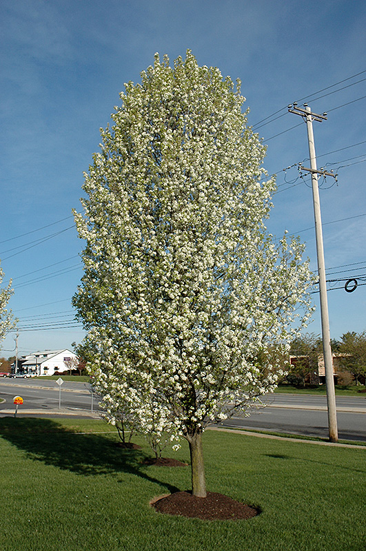 Cleveland Select Flowering Pear (Pyrus calleryana 'Cleveland Select') at Chalet Nursery