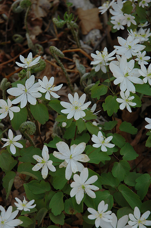 Rue Anemone (Thalictrum thalictroides) at Chalet Nursery
