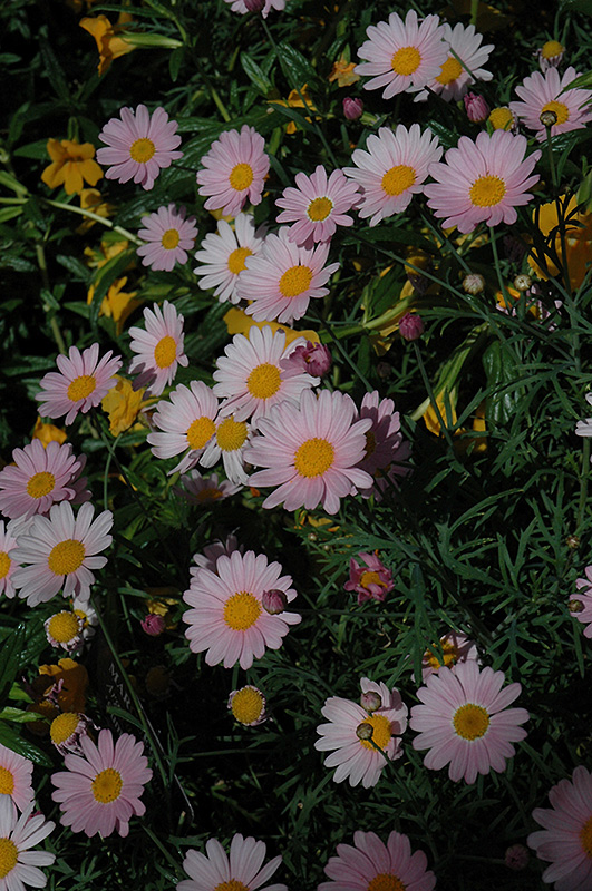 Molimba Pink Marguerite Daisy (Argyranthemum frutescens 'Argymip') at Chalet Nursery