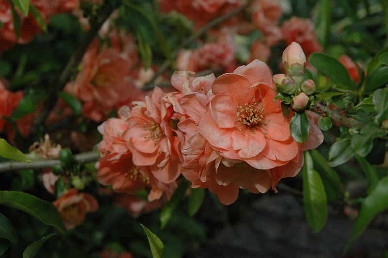 Cameo Flowering Quince (Chaenomeles speciosa 'Cameo') at Chalet Nursery