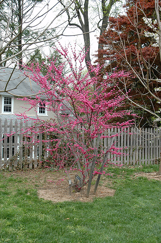 Appalachian Red Redbud (Cercis canadensis 'Appalachian Red') at Chalet Nursery