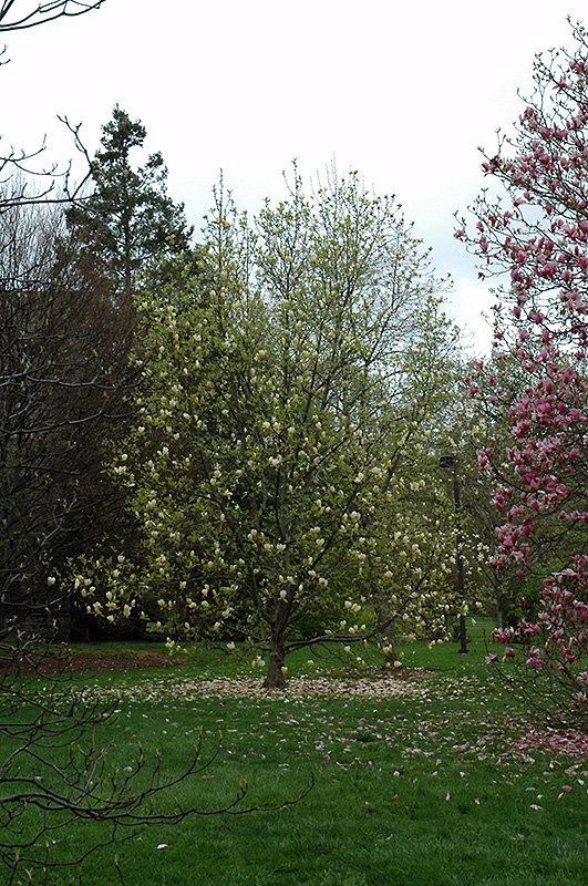 Yellow Lantern Magnolia (Magnolia 'Yellow Lantern') at Chalet Nursery