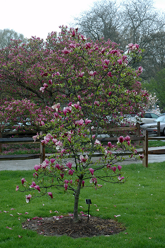 Marillyn Magnolia (Magnolia 'Marillyn') at Chalet Nursery