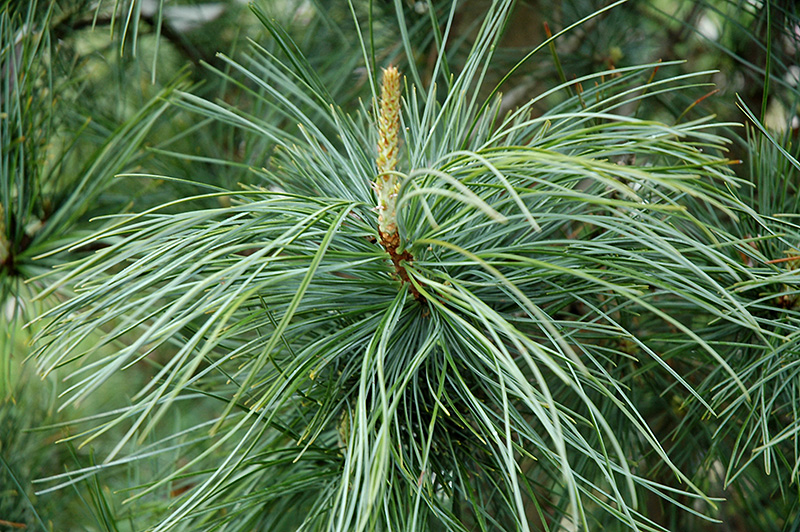 Morris Blue Korean Pine (Pinus koraiensis 'Morris Blue') at Chalet Nursery