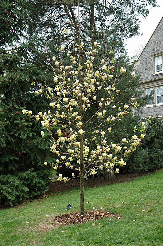 Golden Sun Magnolia (Magnolia 'Golden Sun') at Chalet Nursery