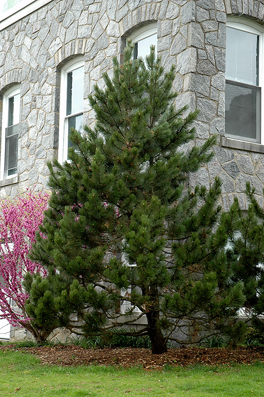 Bosnian Pine (Pinus heldreichii) at Chalet Nursery