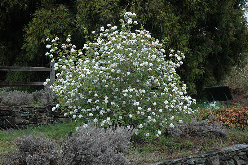 Koreanspice Viburnum (Viburnum carlesii) at Chalet Nursery