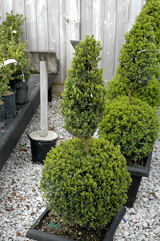 Green Mountain Boxwood (poodle form) (Buxus 'Green Mountain (poodle)') at Chalet Nursery