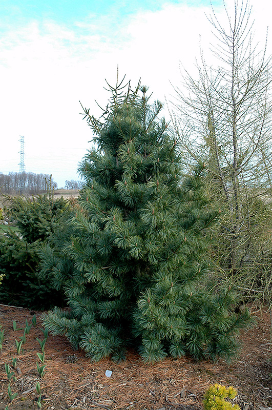 Silver Ray Korean Pine (Pinus koraiensis 'Silver Ray') at Chalet Nursery