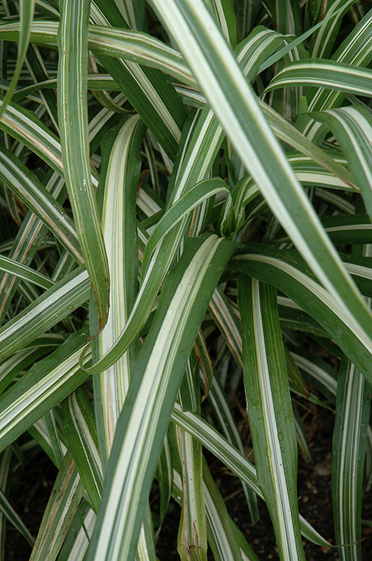 Cabaret Maiden Grass (Miscanthus sinensis 'Cabaret') at Chalet Nursery