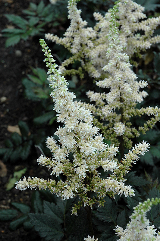 Visions in White Chinese Astilbe (Astilbe chinensis 'Visions in White') at Chalet Nursery