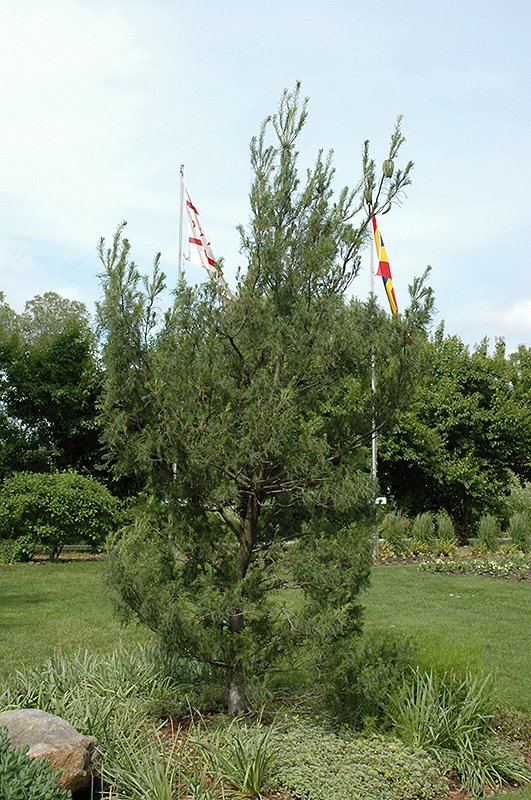 Twisted White Pine (Pinus strobus 'Contorta') at Chalet Nursery