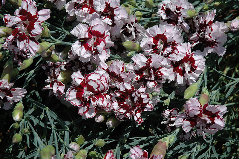 Coconut Punch Pinks (Dianthus 'Coconut Punch') at Chalet Nursery