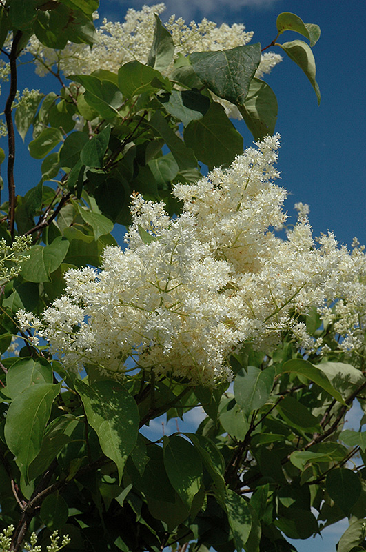 Ivory Silk Tree Lilac (tree form) (Syringa reticulata 'Ivory Silk (tree form)') at Chalet Nursery