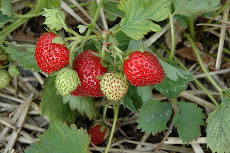 June-Bearing Strawberry (Fragaria 'June-Bearing') at Chalet Nursery