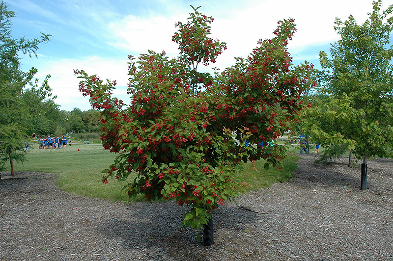 Hot Wings Tatarian Maple (Acer tataricum 'GarAnn') at Chalet Nursery