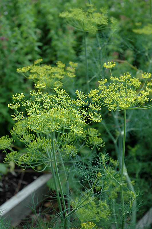 Dill (Anethum graveolens) at Chalet Nursery