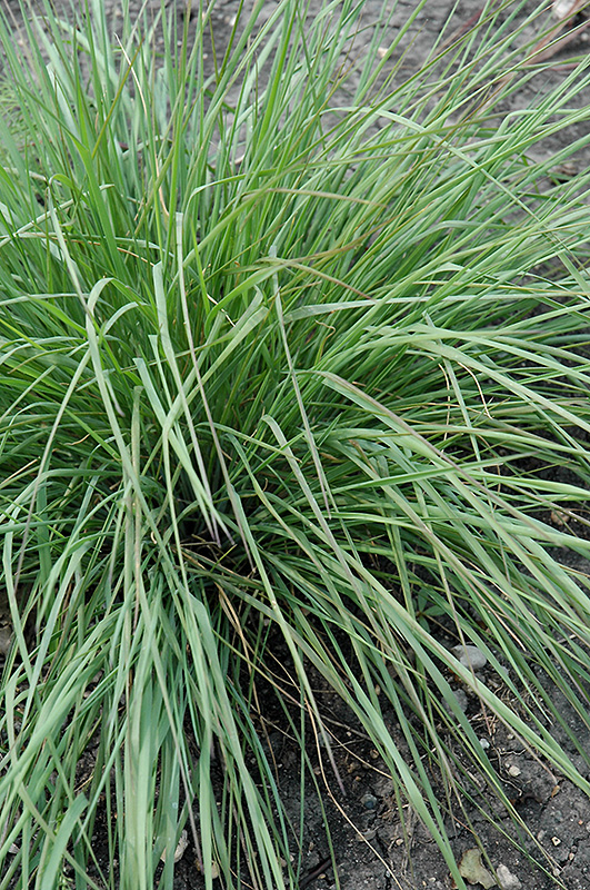Savannah Ruby Grass (Melinis nerviglumis 'Savannah') at Chalet Nursery