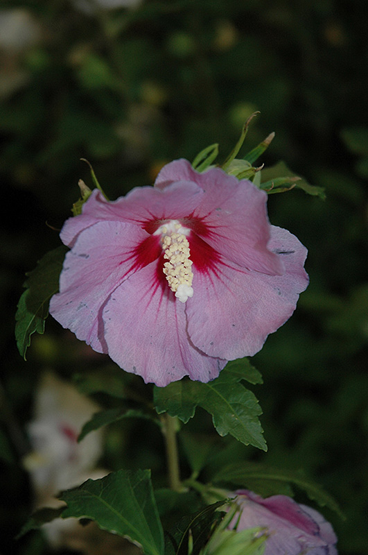 Hawaii Rose of Sharon (Hibiscus syriacus 'Minsygrbl1') at Chalet Nursery