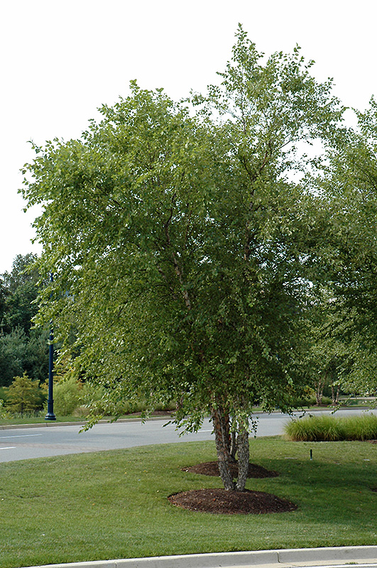 River Birch (clump) (Betula nigra '(clump)') at Chalet Nursery