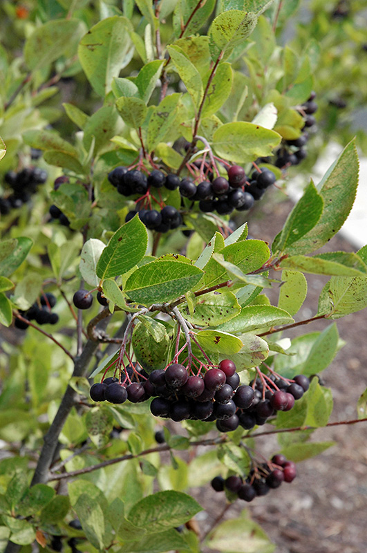 Iroquois Beauty Black Chokeberry (Aronia melanocarpa 'Morton') at Chalet Nursery