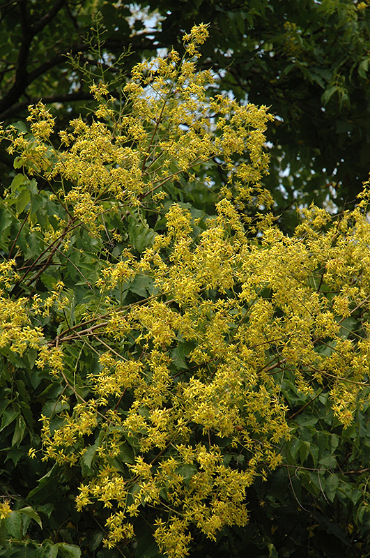 Golden Rain Tree (Koelreuteria paniculata) at Chalet Nursery