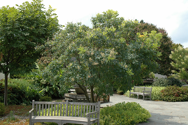 American Smoketree (Cotinus obovatus) at Chalet Nursery
