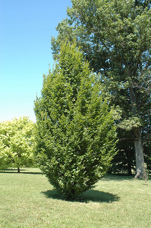 Frans Fontaine Hornbeam (Carpinus betulus 'Frans Fontaine') at Chalet Nursery