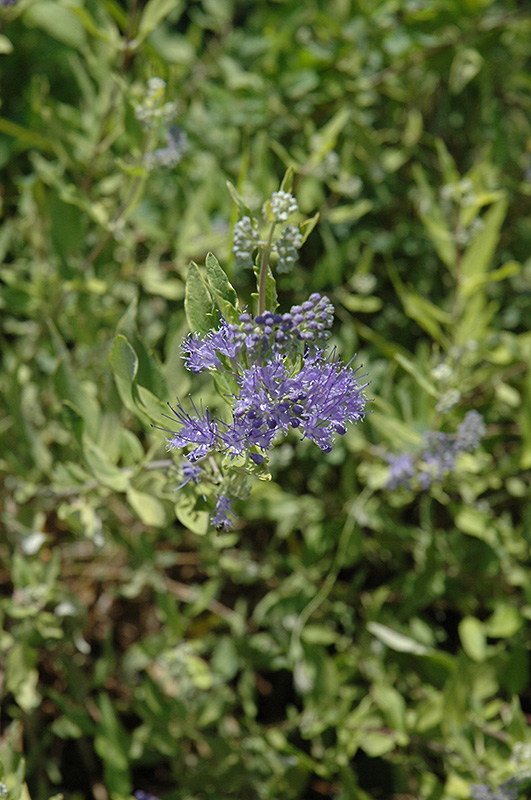 Worcester Gold Caryopteris (Caryopteris x clandonensis 'Worcester Gold') at Chalet Nursery