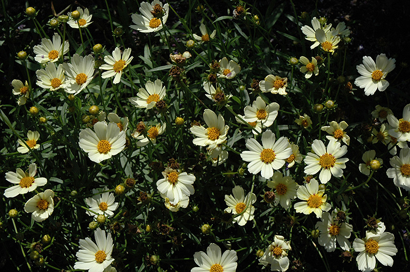 Star Cluster Tickseed (Coreopsis 'Star Cluster') at Chalet Nursery