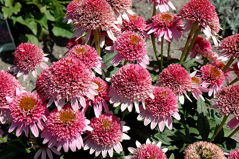 Butterfly Kisses Coneflower (Echinacea purpurea 'Butterfly Kisses') at Chalet Nursery