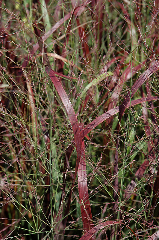 Prairie Fire Red Switch Grass (Panicum virgatum 'Prairie Fire') at Chalet Nursery