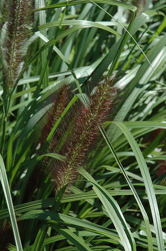 Red Head Fountain Grass (Pennisetum alopecuroides 'Red Head') at Chalet Nursery