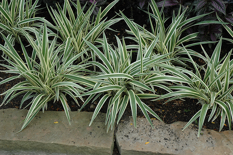 Variegated Flax Lily (Dianella tasmanica 'Variegata') at Chalet Nursery