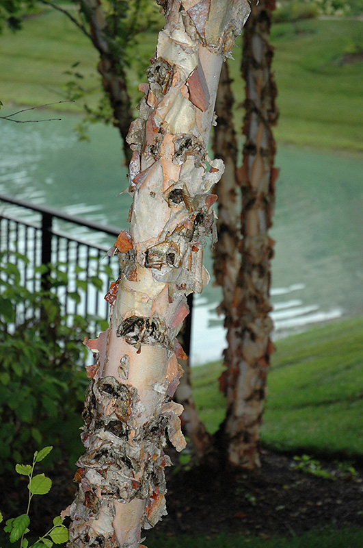 River Birch (Betula nigra) at Chalet Nursery