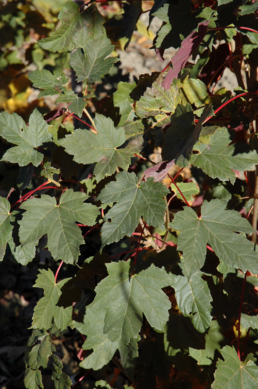 Regal Petticoat Sycamore Maple (Acer pseudoplatanus 'Tunpetti') at Chalet Nursery