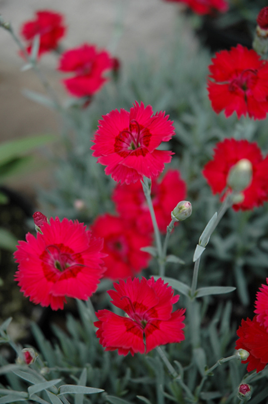Red Beauty Pinks (Dianthus gratianopolitanus 'Red Beauty') at Chalet Nursery
