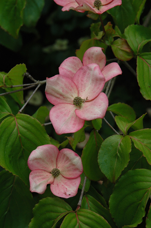 Stellar Pink Flowering Dogwood (Cornus 'Stellar Pink') at Chalet Nursery