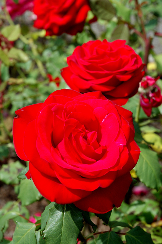Olympiad Rose (Rosa 'Olympiad') at Chalet Nursery