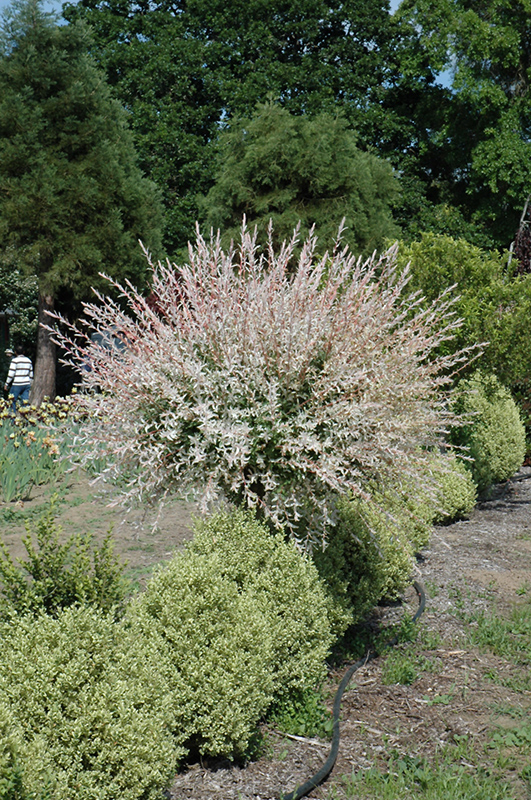 Tricolor Willow (tree form) (Salix integra 'Hakuro Nishiki (tree form)') at Chalet Nursery