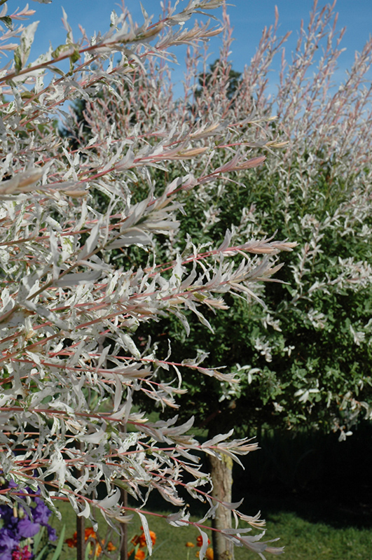 Tricolor Willow (tree form) (Salix integra 'Hakuro Nishiki (tree form)') at Chalet Nursery