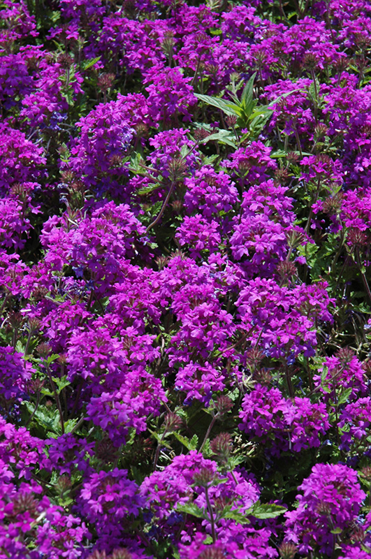 Homestead Purple Verbena (Verbena 'Homestead Purple') at Chalet Nursery