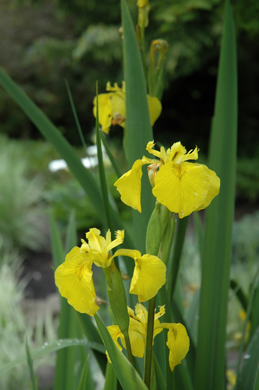 Yellow Flag Iris (Iris pseudacorus) in Wilmette Chicago Evanston ...