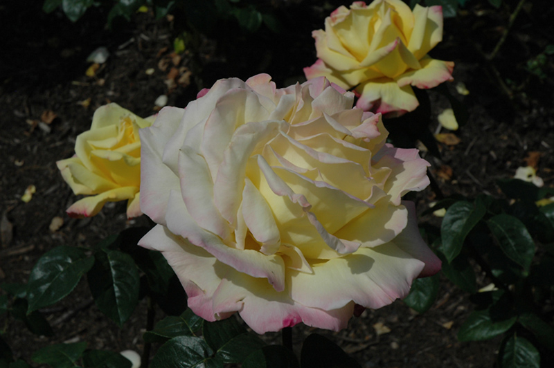 Peace Rose (Rosa 'Peace') at Chalet Nursery