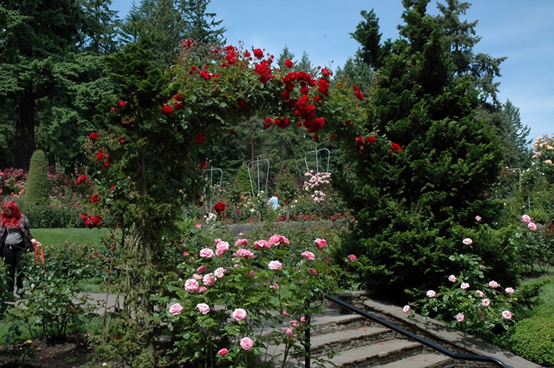 Ramblin' Red Rose (Rosa 'Ramblin' Red') at Chalet Nursery