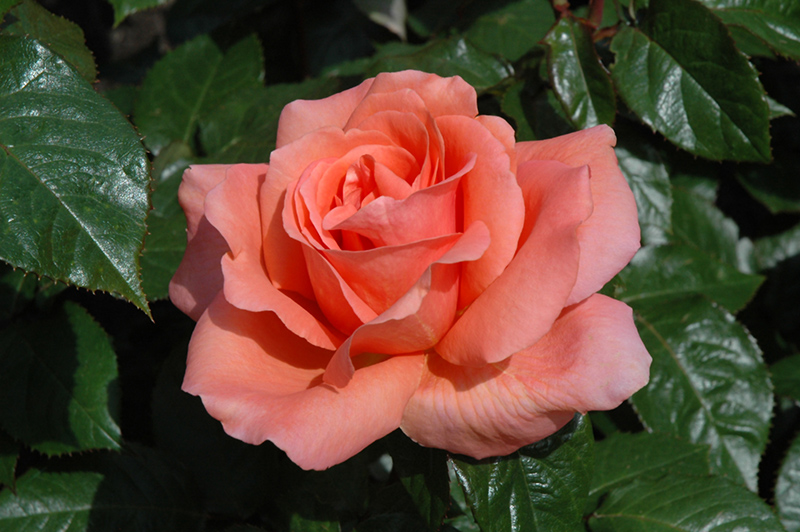 Sweet Fragrance Rose (Rosa 'Sweet Fragrance') at Chalet Nursery