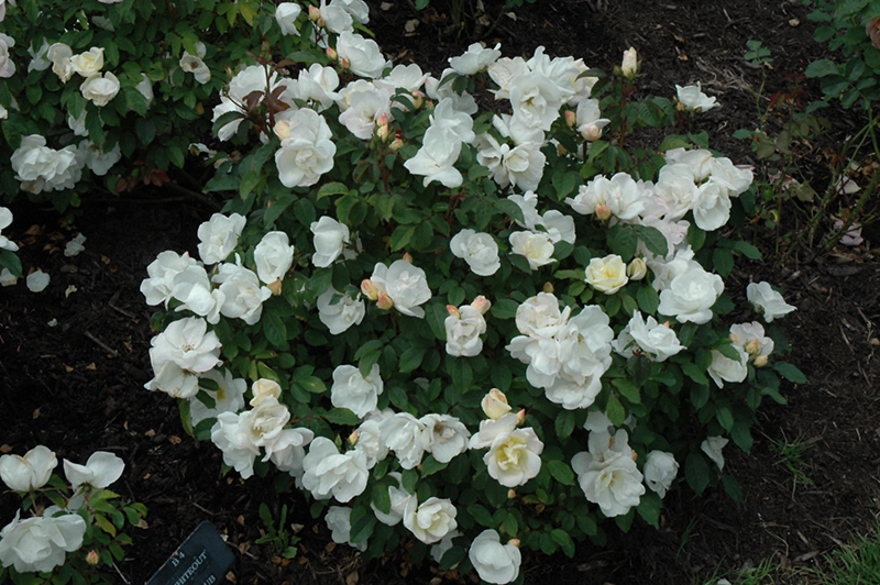 White Knock Out Rose (Rosa 'Radwhite') at Chalet Nursery