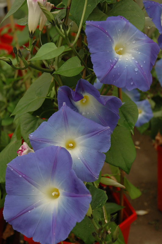 Heavenly Blue Morning Glory (Ipomoea tricolor 'Heavenly Blue') at Chalet Nursery