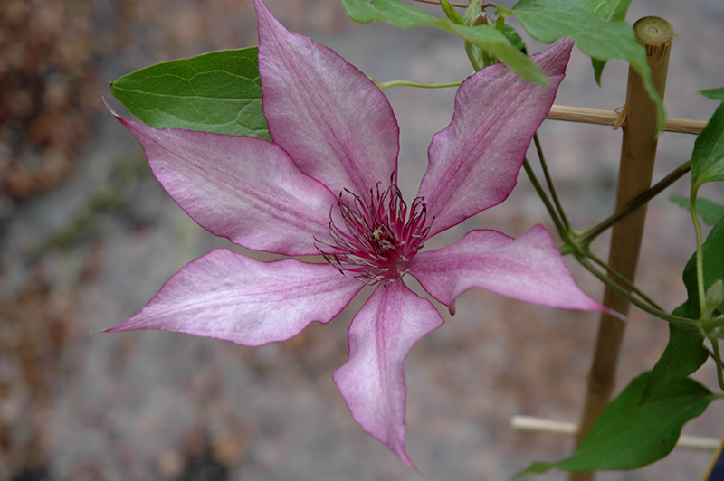 Giselle Clematis (Clematis 'Evipo051') at Chalet Nursery