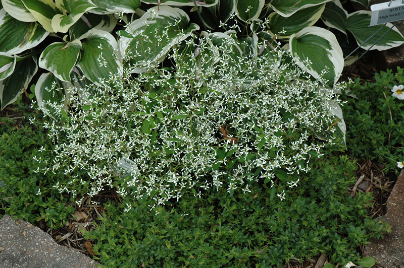 Diamond Frost Euphorbia (Euphorbia 'INNEUPHDIA') at Chalet Nursery